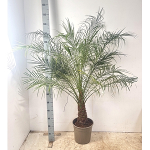 PHOENIX ROEBELENII
