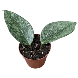 Hoya Rimba Perak