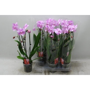 PHAL EL CASCADE