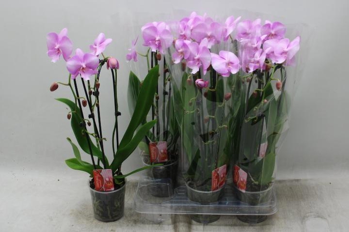 PHAL EL CASCADE