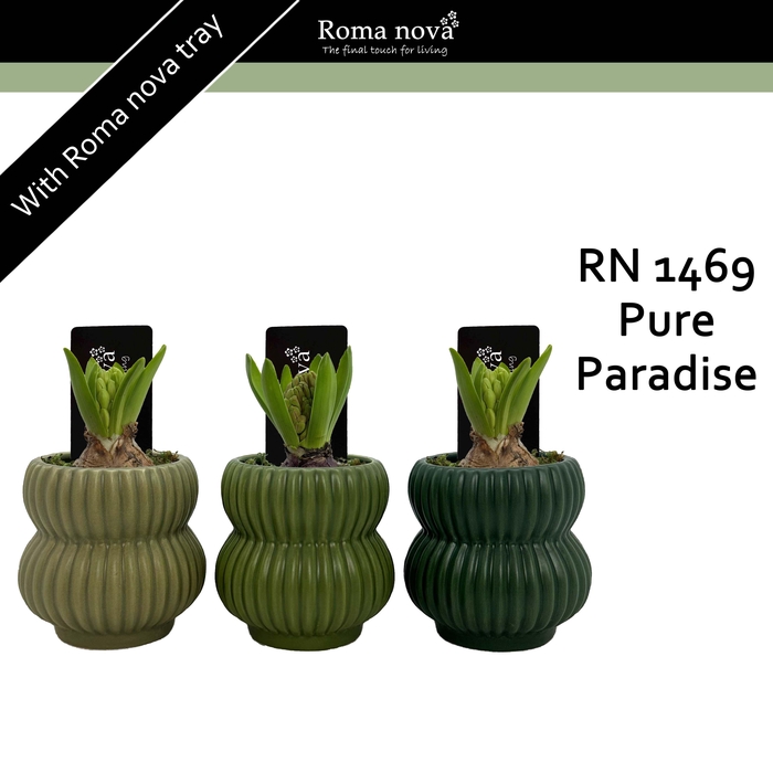 <h4>1469 - Pure Paradise (Hyacint 6cm)</h4>