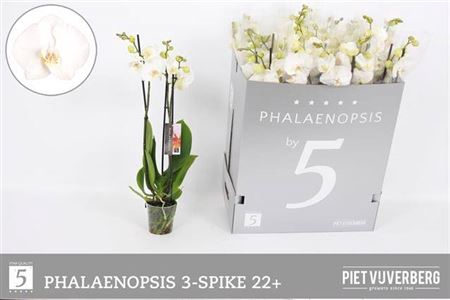 Phal Ov Wit