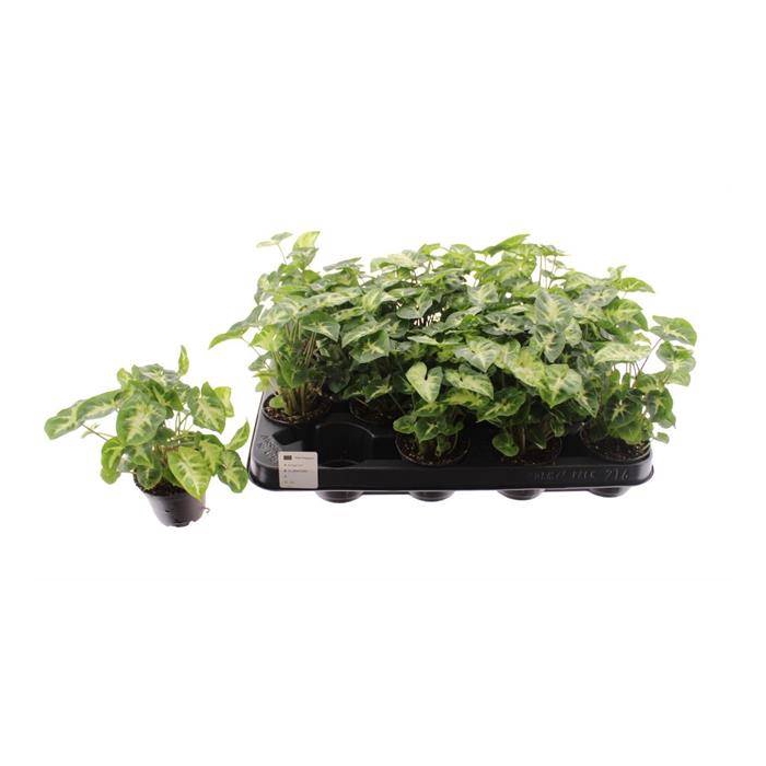 <h4>Syngonium Pixie 7Ø 15cm</h4>