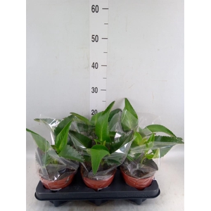 Kalanchoe NF daigremontiana