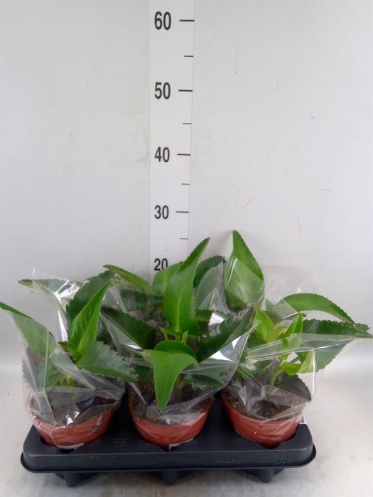 <h4>Kalanchoe NF daigremontiana</h4>