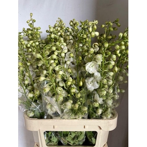 Delph Du Centu White