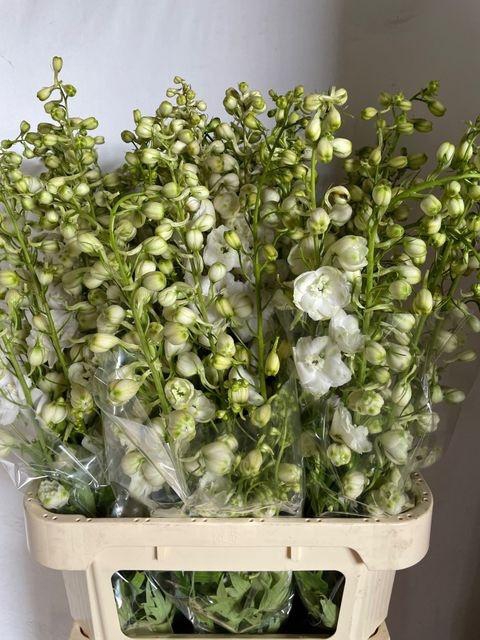 <h4>Delph Du Centu White</h4>