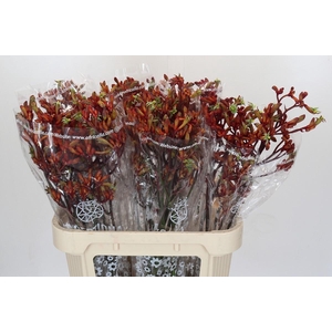 Kangaroo Paw Early Spring Indoor