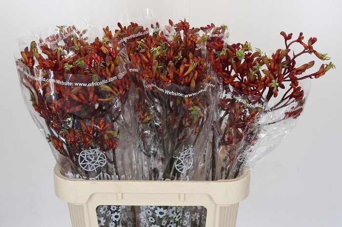 <h4>Kangaroo Paw Early Spring Indoor</h4>