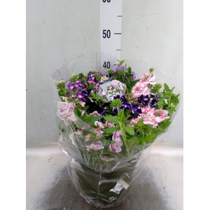 Perkplanten   ...mix /pot [Bedding]