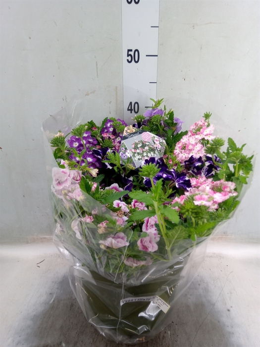 <h4>Perkplanten   ...mix /pot [Bedding]</h4>
