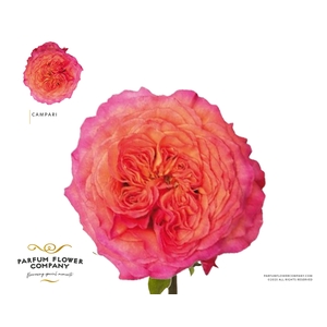 Rosa Garden Campari