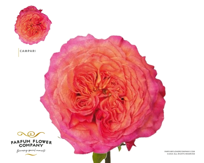 <h4>Rosa Garden Campari</h4>
