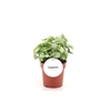 Syngonium