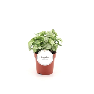 Syngonium