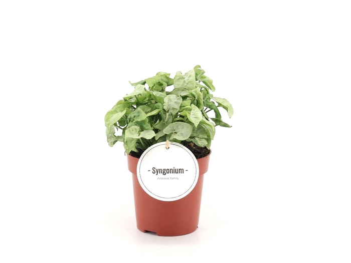 <h4>Syngonium</h4>