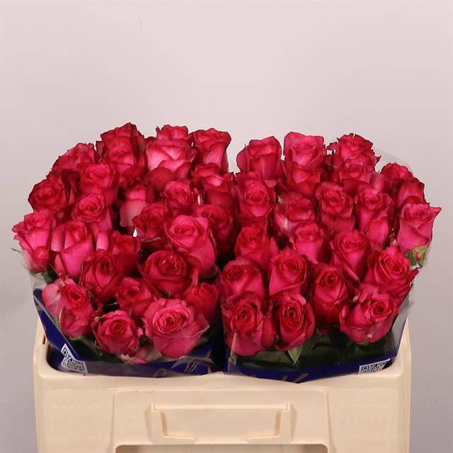 <h4>R GR PALOMA ROYALE</h4>