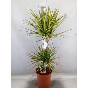 Dracaena marg. 'Sunray'