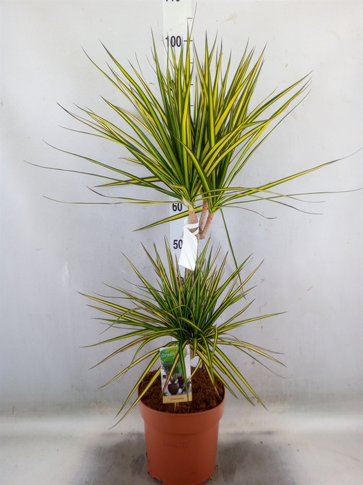 <h4>Dracaena marg. 'Sunray'</h4>