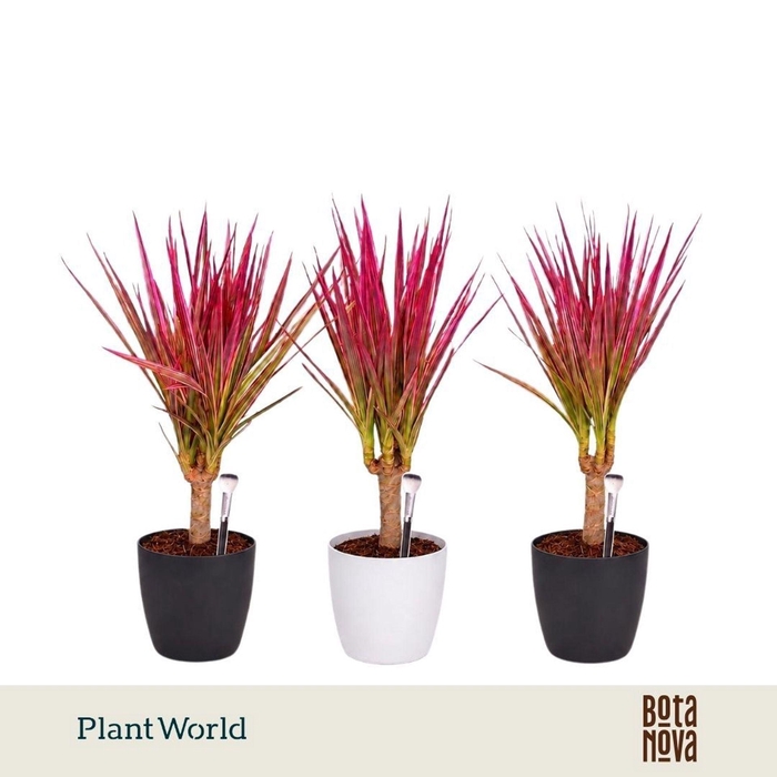 <h4>Dracaena Bicolor</h4>