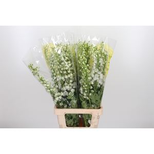 Delphinium Be Fount Wit
