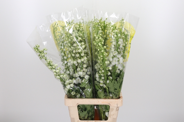<h4>Delphinium Be Fount Wit</h4>