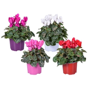 Cyclamen persicum midi Super Serie Allure