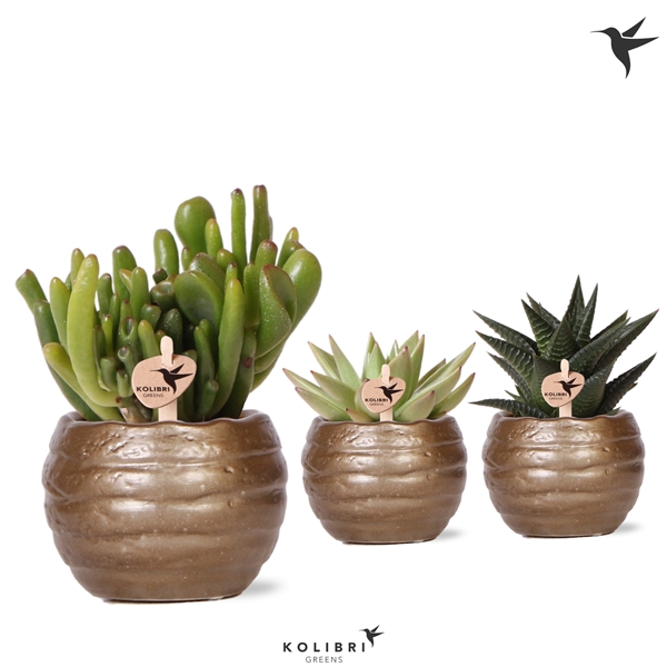 <h4>Kolibri Greens Succulenten mix in Bee pot</h4>