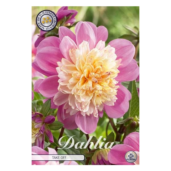 <h4>Dahlia Take Off x1</h4>