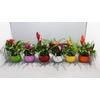 Bromelia arrangement keramiek LISA-15
