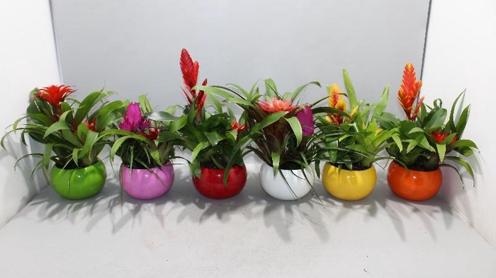 <h4>Bromelia arrangement keramiek LISA-15</h4>