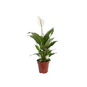 SPATHIPHYLLUM P12 COM FLOR
