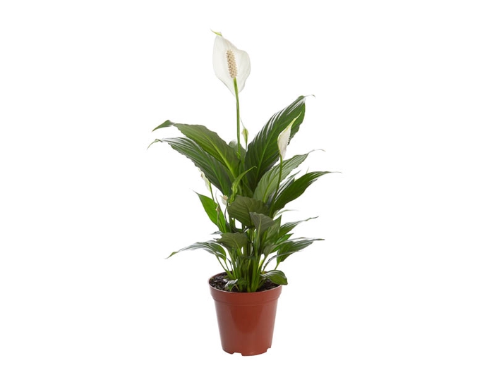 <h4>SPATHIPHYLLUM P12 COM FLOR</h4>