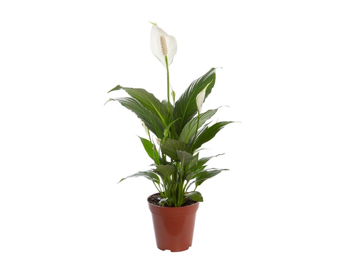 <h4>SPATHIPHYLLUM P12 COM FLOR</h4>