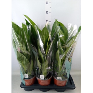 Spathiphyllum  'Bingo Cupido'