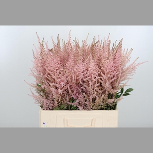 Astilbe Erika Roze