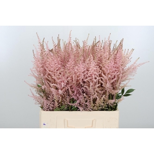 Astilbe Erika Roze