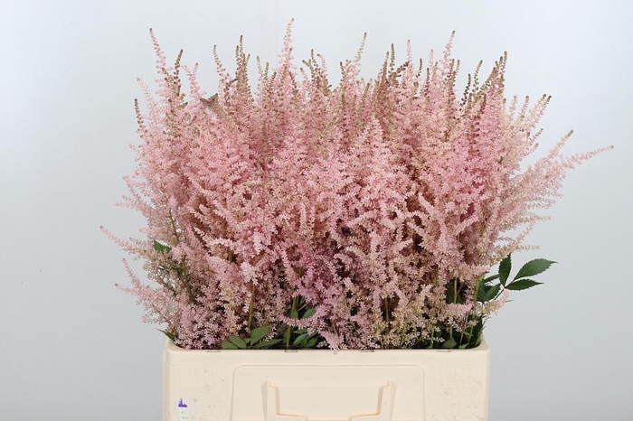 <h4>Astilbe Erika Roze</h4>