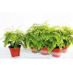 ADIAN RAD FRAGRANS