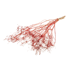 Bupleurum Open 55cm Red