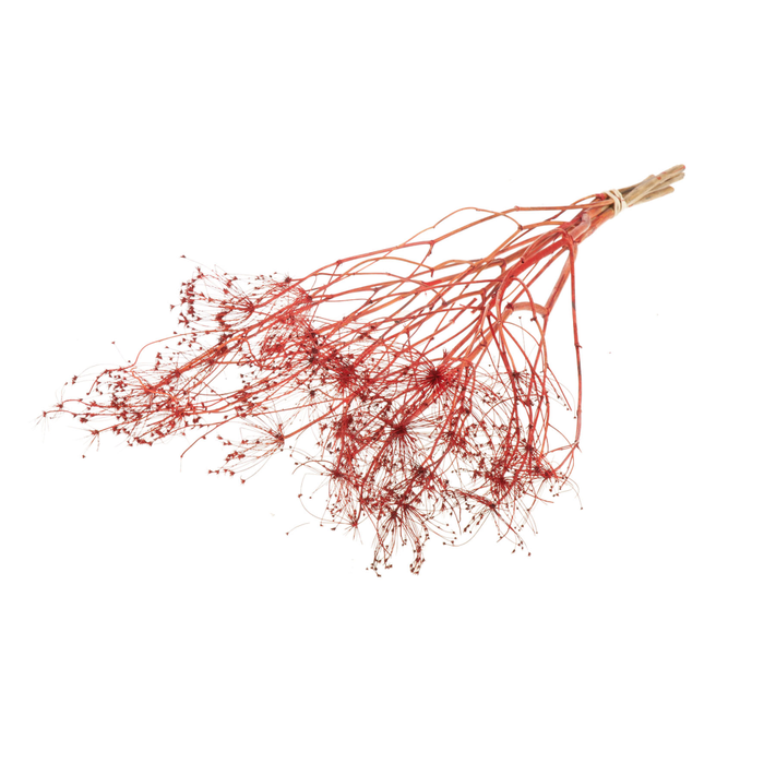 <h4>Bupleurum Open 55cm Red</h4>