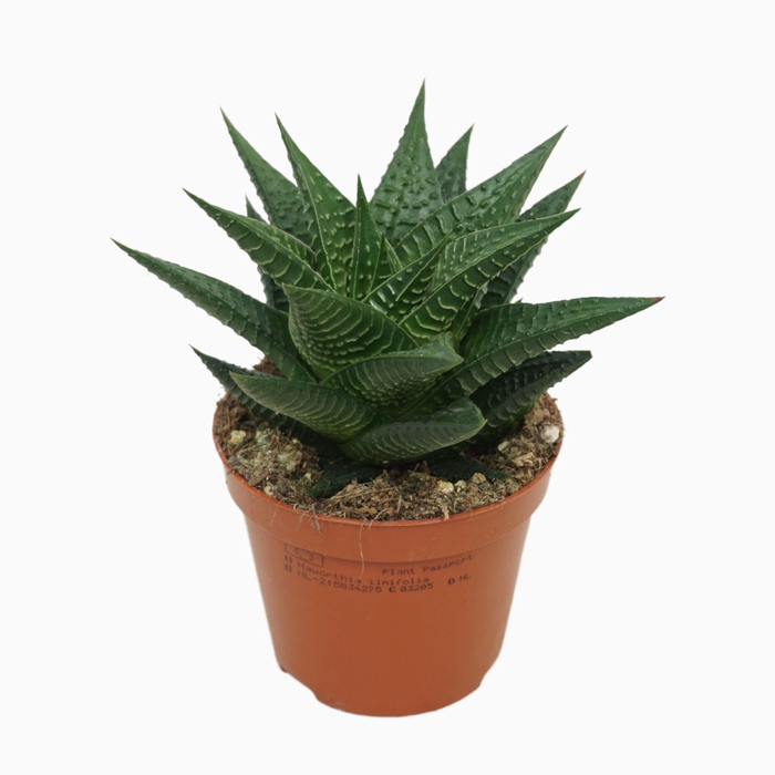 <h4>Haworthia limifolia</h4>