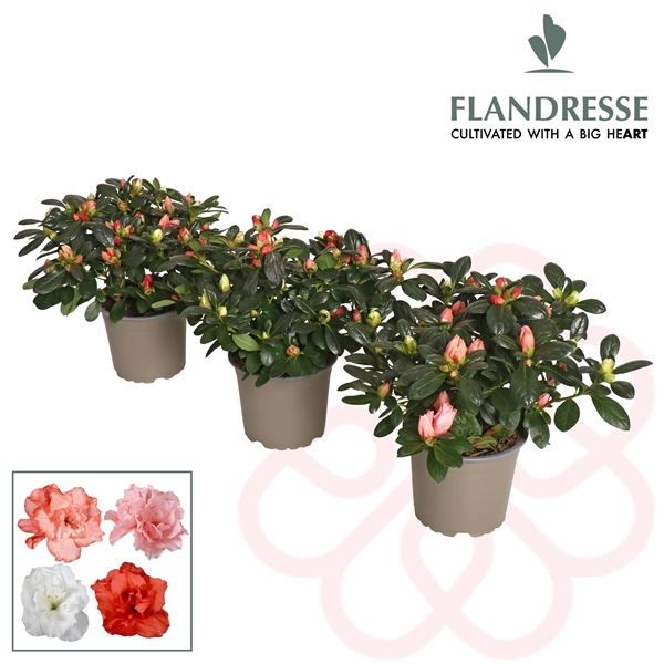 <h4>Azalea 'Multicolor' 22+ cm</h4>