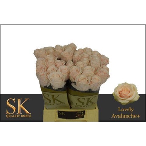 R GR LOVELY AVALANC+