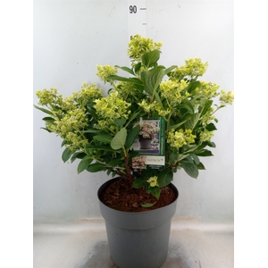 Hydrangea pan.