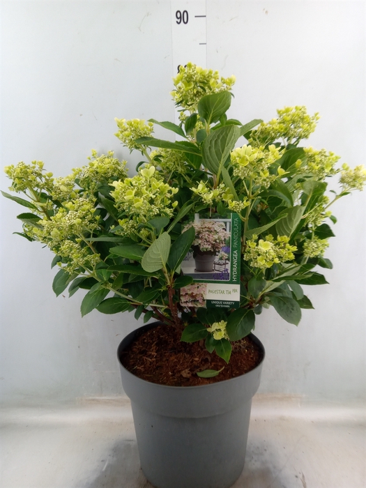 <h4>Hydrangea pan.</h4>