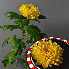 <h4>Chr g Pjotr</h4>