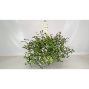Scaevola aemula 'Blue Fan'