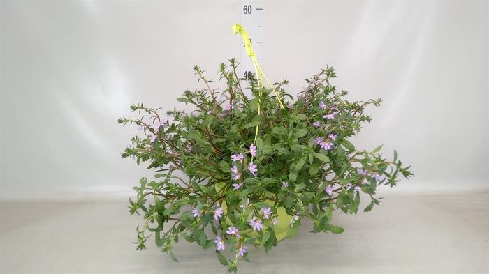 <h4>Scaevola aemula 'Blue Fan'</h4>