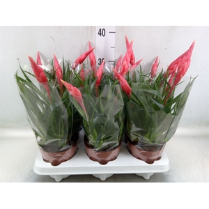 Vriesea  'Astrid'